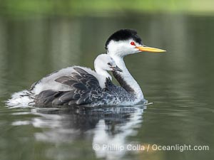 Clark's Grebe Chick Rides on its Parent's Back. Both parents will carry the chicks. Riding on its parent's back is a form of protection for the young chick, and it will adopt this safe position until it becomes too large to fit on the adults back, Aechmophorus clarkii, Lake Wohlford, Escondido, Califoria