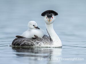 Clark's Grebe Chick Rides on its Parent's Back. Both parents will carry the chicks. Riding on its parent's back is a form of protection for the young chick, and it will adopt this safe position until it becomes too large to fit on the adults back, Aechmophorus clarkii, Lake Wohlford, Escondido, Califoria