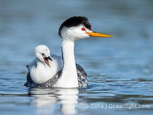 Clark's Grebe Chick Rides on its Parent's Back. Both parents will carry the chicks. Riding on its parent's back is a form of protection for the young chick, and it will adopt this safe position until it becomes too large to fit on the adults back, Aechmophorus clarkii, Lake Wohlford, Escondido, Califoria