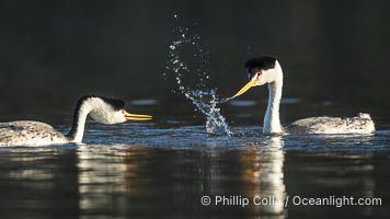 Clark's Grebes Dip Shaking, a courtship behavior in which the grebes face each other and alternate dipping their beaks in the water and shaking their head, tossing water into the air. Coupled with ratchet-pointing, several rounds of dip-shaking are often an immediate precursor to rushing, Aechmophorus clarkii, Lake Wohlford, Escondido, California