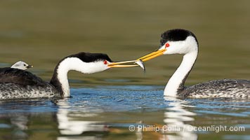 Clark's Grebes exchange a fish. One mate just caught the fish and offers it to the other mate which is already occupied caring for chicks, Aechmophorus clarkii, Lake Wohlford, Escondido, Califoria