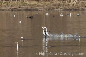 Clark's Grebes Rushing on Lake Hodges, San Diego, Aechmophorus clarkii