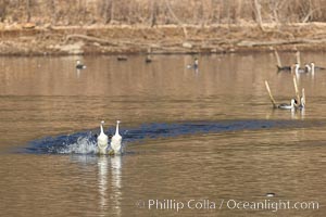 Clark's Grebes Rushing on Lake Hodges, San Diego, Aechmophorus clarkii