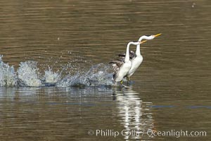 Clark's Grebes Rushing on Lake Hodges, San Diego, Aechmophorus clarkii