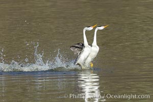 Clark's Grebes Rushing on Lake Hodges, San Diego, Aechmophorus clarkii