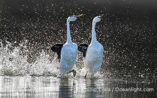 Clark's Grebes rushing side by side, a spectacular courtship behavior in which the aquatic birds literally run on the surface of the water while slapping their feet up to 20 times per second, Aechmophorus clarkii, Lake Wohlford, Escondido, California