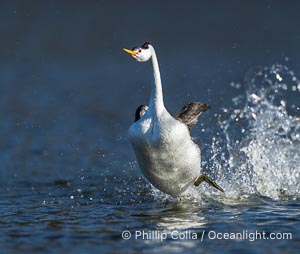 Clark's Grebes rushing side by side, a spectacular courtship behavior in which the aquatic birds literally run on the surface of the water while slapping their feet up to 20 times per second, Aechmophorus clarkii, Lake Wohlford, Escondido, California