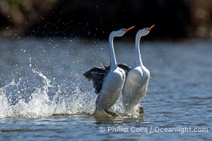 Clark's Grebes rushing side by side, a spectacular courtship behavior in which the aquatic birds literally run on the surface of the water while slapping their feet up to 20 times per second, Aechmophorus clarkii, Lake Wohlford, Escondido, California