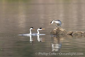 Clarks Grebes (left) and Western Grebe (right), arguing over a rock, Lake Hodges, Aechmophorus clarkii, Aechmophorus occidentalis