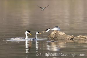 Clarks Grebes (left) and Western Grebe (right), arguing over a rock, Lake Hodges, Aechmophorus clarkii, Aechmophorus occidentalis