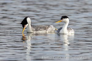 Clarks Grebes, courting pair, Lake Hodges, Aechmophorus clarkii, San Diego, California