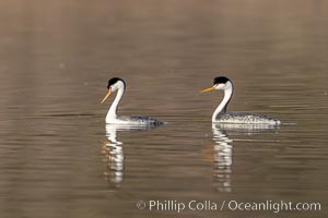 Clarks Grebes, courting pair, Lake Hodges, Aechmophorus clarkii