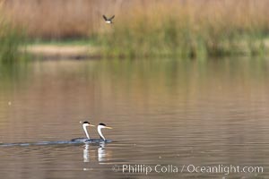 Clarks Grebes, courting pair, Lake Hodges, Aechmophorus clarkii