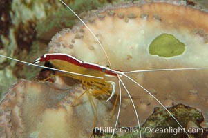 Cleaner shrimp, Lysmata amboinensis