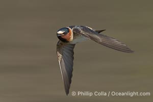 Cliff Swallow in Flight, Petrochelidon pyrrhonota, Lake Wohlford, Escondido, California