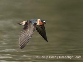 Cliff Swallow in Flight, Petrochelidon pyrrhonota, Lake Wohlford, Escondido, California