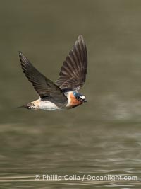 Cliff Swallow in Flight, Petrochelidon pyrrhonota, Lake Wohlford, Escondido, California