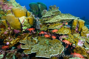 Clipperton Island coral reef, Porites sp, Porites arnaudi, Porites lobata