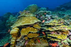 Clipperton Island coral reef, Porites sp. France, Porites arnaudi, Porites lobata, natural history stock photograph, photo id 32988