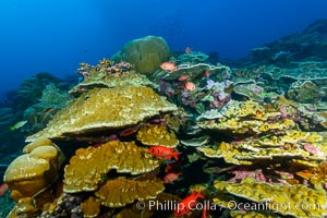 Clipperton Island coral reef, Porites sp, Porites arnaudi, Porites lobata