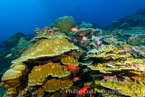 Clipperton Island coral reef, Porites sp, Porites arnaudi, Porites lobata