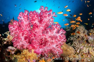 Closeup view of  colorful dendronephthya soft corals, reaching out into strong ocean currents to capture passing planktonic food, Fiji.