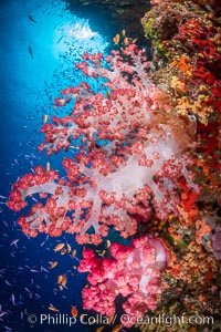 Closeup view of  colorful dendronephthya soft corals, reaching out into strong ocean currents to capture passing planktonic food, Fiji.