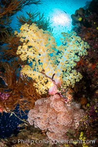 Closeup view of  colorful dendronephthya soft corals, reaching out into strong ocean currents to capture passing planktonic food, Fiji.