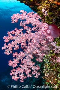 Closeup view of  colorful dendronephthya soft corals, reaching out into strong ocean currents to capture passing planktonic food, Fiji, Dendronephthya, Vatu I Ra Passage, Bligh Waters, Viti Levu Island