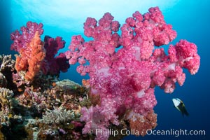 Closeup view of  colorful dendronephthya soft corals, reaching out into strong ocean currents to capture passing planktonic food, Fiji. Vatu I Ra Passage, Bligh Waters, Viti Levu Island, Dendronephthya, natural history stock photograph, photo id 34780