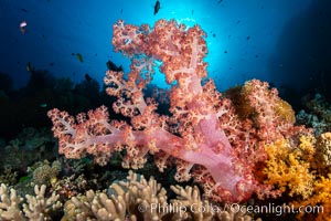 Closeup view of  colorful dendronephthya soft corals, reaching out into strong ocean currents to capture passing planktonic food, Fiji, Dendronephthya