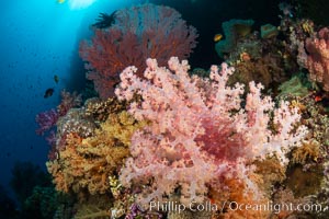 Closeup view of  colorful dendronephthya soft corals, reaching out into strong ocean currents to capture passing planktonic food, Fiji, Dendronephthya