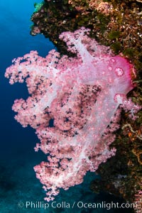 Closeup view of  colorful dendronephthya soft corals, reaching out into strong ocean currents to capture passing planktonic food, Fiji, Dendronephthya