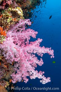 Closeup view of  colorful dendronephthya soft corals, reaching out into strong ocean currents to capture passing planktonic food, Fiji, Dendronephthya