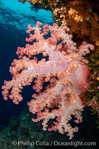 Closeup view of  colorful dendronephthya soft corals, reaching out into strong ocean currents to capture passing planktonic food, Fiji, Dendronephthya, Vatu I Ra Passage, Bligh Waters, Viti Levu Island