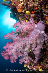 Closeup view of  colorful dendronephthya soft corals, reaching out into strong ocean currents to capture passing planktonic food, Fiji, Dendronephthya, Namena Marine Reserve, Namena Island