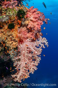 Closeup view of  colorful dendronephthya soft corals, reaching out into strong ocean currents to capture passing planktonic food, Fiji, Dendronephthya, Bligh Waters