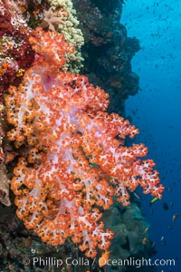 Closeup view of  colorful dendronephthya soft corals, reaching out into strong ocean currents to capture passing planktonic food, Fiji, Dendronephthya, Bligh Waters