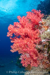 Closeup view of  colorful dendronephthya soft corals, reaching out into strong ocean currents to capture passing planktonic food, Fiji, Dendronephthya, Bligh Waters