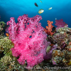 Closeup view of  colorful dendronephthya soft corals, reaching out into strong ocean currents to capture passing planktonic food, Fiji, Dendronephthya, Vatu I Ra Passage, Bligh Waters, Viti Levu Island