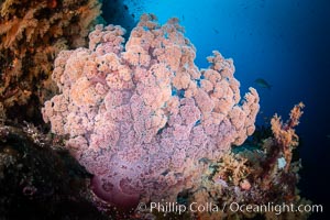 Closeup view of  colorful dendronephthya soft corals, reaching out into strong ocean currents to capture passing planktonic food, Fiji, Dendronephthya, Vatu I Ra Passage, Bligh Waters, Viti Levu Island