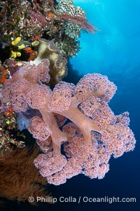 Closeup view of colorful dendronephthya soft corals, reaching out into strong ocean currents to capture passing planktonic food, Fiji, Dendronephthya