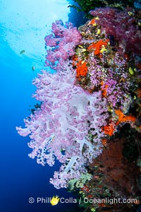 Closeup view of  colorful dendronephthya soft corals, reaching out into strong ocean currents to capture passing planktonic food, Fiji, Dendronephthya