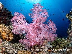 Closeup view of  colorful dendronephthya soft corals, reaching out into strong ocean currents to capture passing planktonic food, Fiji, Dendronephthya, Namena Marine Reserve