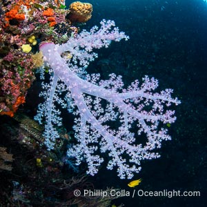 Closeup view of  colorful dendronephthya soft corals, reaching out into strong ocean currents to capture passing planktonic food, Fiji, Dendronephthya