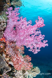 Closeup view of  colorful dendronephthya soft corals, reaching out into strong ocean currents to capture passing planktonic food, Fiji, Dendronephthya