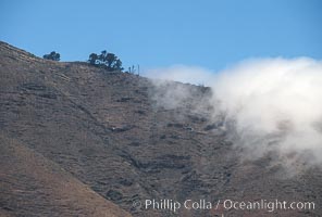 Sparse trees along island crest catch moisture from clouds, Guadalupe Island (Isla Guadalupe)
