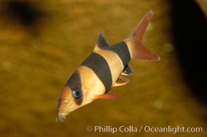 Clown loach, a freshwater fish native to Indonesia (Sumatra and Borneo), Botia macracanthus