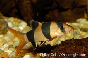 Clown loach, a freshwater fish native to Indonesia (Sumatra and Borneo), Botia macracanthus