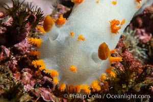 Clown Nudibranch, Triopha catalinae, Browning Passage, Vancouver Island